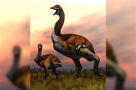 worlds largest ancient bird   named big bird