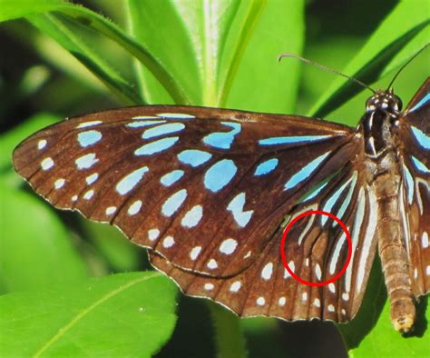 secret life of butterflies male or female mount gravatt environment group