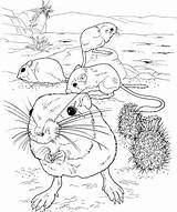 Coloring Rat Pages Kangaroo Rats Mole Giant Fink Color Ground Drawing Main Supercoloring Template Coloringbay Printable Getcolorings Skip sketch template
