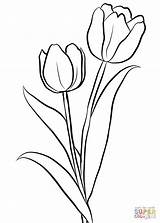 Tulips Supercoloring sketch template