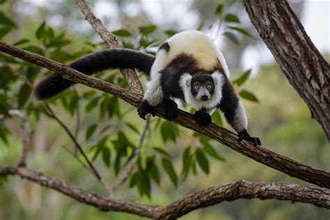 save  forest island  lemurs  madagascar rainforest trust