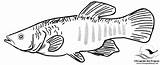 Fish Coloring Bay Book Chesapeake sketch template