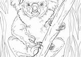 Koala Amish Coloringbay sketch template