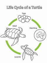 Ciclo Tortuga Vida Printable Tartaruga Cycles Colorir Supercoloring Reptiles Turtles Biology Colorare Kindergarten Animais Tartarugas Etapas Pond Disegni Ciclos Amphibians sketch template