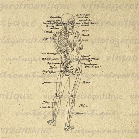 printable human skeleton diagram graphic  vintageretroantique