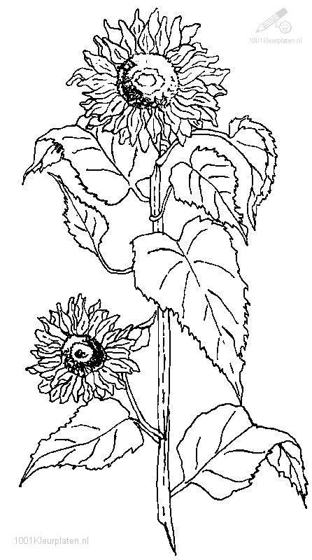 black  white drawing   sunflower   stem  leaves