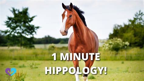 minute hippology intro youtube