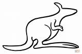 Kangaroo Outline Coloring Pages Printable Wallaby Template Clipart Clip Drawing Kangaroos Supercoloring Color Templates Puzzle Categories sketch template