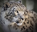 Image result for Snow Leopards. Size: 122 x 104. Source: www.myweekly.co.uk