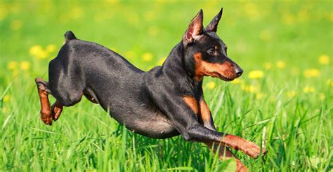 miniature pinscher information dog breeds  dogthelove