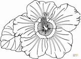 Coloring Hibiscus Flower Pages Printable Comments sketch template