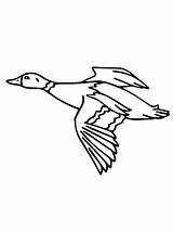 Mallard Duck Birds Theres Cure Fever Cabin Getdrawings sketch template