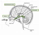 Pineal Gland Function Circadian Sleep Detection Neural Proposed Pathways sketch template