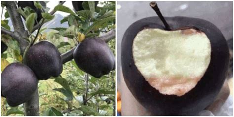 rare black apples sell       farmers refuse  plant  truth