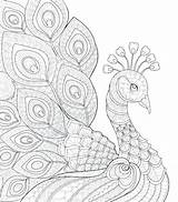 Peacock Coloring Pages Adults Drawing Paisley Colour Garden Adult Printable Getdrawings Color Getcolorings Colorings Paintingvalley sketch template