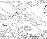 Coloring Dolphin Dolphins Colorat Malvorlagen Reef Delfini Delfine Depositphotos Corail Dauphins Verbnow Pesti Gradinita Lucru Fise sketch template