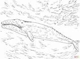Whale Gray Coloring Pages Printable Drawing Skip Main 출처 Top sketch template