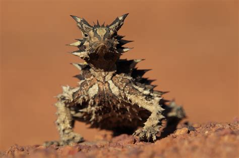 australian lizards herping  thorny devil quolling