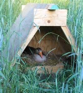 goose nest box nesting boxes chickens backyard backyard chicken coops