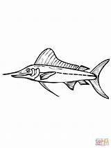 Marlin Coloring Fish Pages Drawing Blue Online Supercoloring Getdrawings Template sketch template