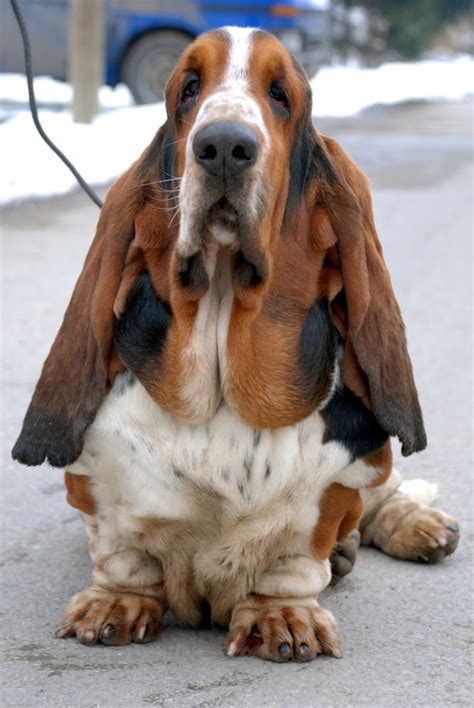 10 Things You Didn’t Know About Basset Hounds Quiz