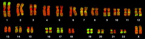 difference between homologous chromosomes and sister