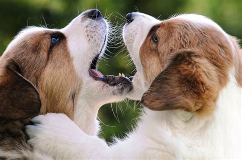 companion animal psychology   dogs play