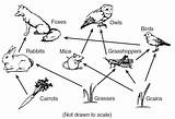 Biology Webs Organisms Ecosystem Mice Explain Owls Littlelives Organism Kgis Strikinglycdn Consumers Surprise Rabbits Ecology Connected Quizlet Worksheet Trofica Mamvic sketch template