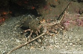 Image result for "panulirus Gracilis". Size: 163 x 106. Source: reeflifesurvey.com
