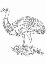 Emu Flightless sketch template