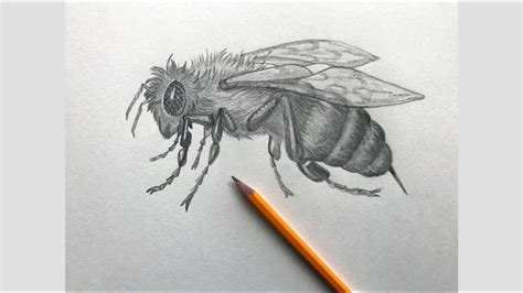 sketch challenge week    draw realistic honey bee pencil