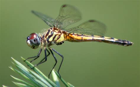 myselfwhat  wonderful world newsflash dragonflies