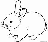 Rabbit Coloring Pages Printable Bunny Kids Preschool Rabbits Roger Print Choose Board sketch template