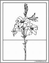 Coloring Lily Pages Easter Lilies Stargazer Calla Printables Colorwithfuzzy Pdf sketch template