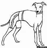 Coloring Pages Greyhound Dogs Online Dog Italian Whippet Thecolor Color Template sketch template