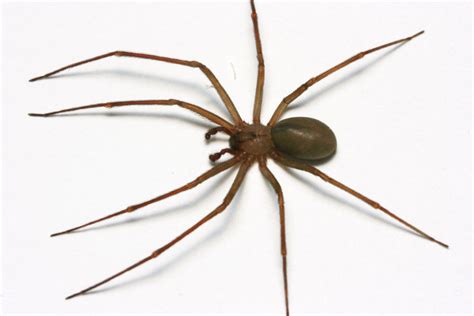 brown recluse spider   identify brown recluse