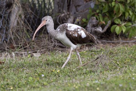 ann brokelman photography white ibis juvenile florida jan