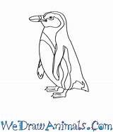 Penguin Humboldt Draw Tutorial Print sketch template