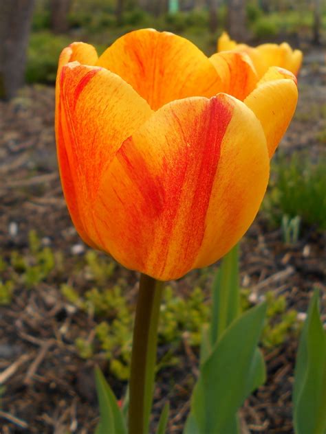 buy beauty  apeldoorn tulip bulbs reddish yellow  bulbs  collection baghpk