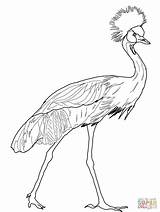 Crane Crowned Coloring Pages Drawing Printable Sandhill Bird Supercoloring Cranes Color Sheets Getdrawings Heron sketch template