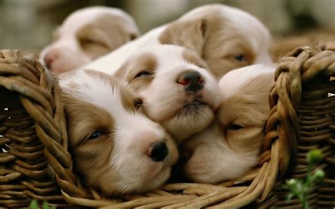 cute puppy wallpapers   perfect    mood happy