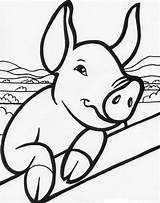 Pig Coloring Farm Colorat Animale Domestice Happy Purcel Animal sketch template