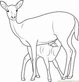 Deer Baby Coloring Mother Pages Coloringpages101 Color sketch template