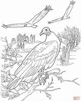 Colorare Vulture Avvoltoio Lusso Disegno Avvoltoi sketch template