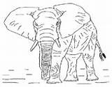 Elephant Coloring Balancing Ball Coloringcrew sketch template