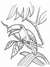 Toucan Coloring Pages Bird Printable Colouring Color Birds Print Getcolorings Recommended sketch template