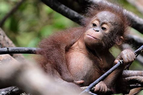 150 000 Orang Hutan Lenyap Dari Hutan Borneo Berita Dunia