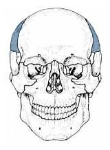 Osteology Anterior Quia Bones Vault Features sketch template