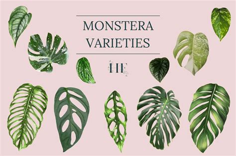 ultimate guide  monstera varieties  types