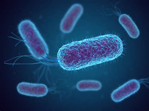bakterien als  fresser forscher zwingen  coli zur umstellung auf